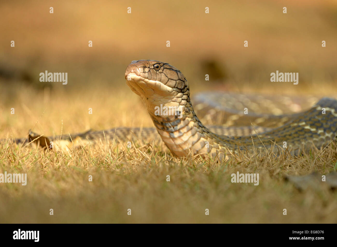 King Cobra (Ophiophagus hannah) on ground with head raised, Bali ...