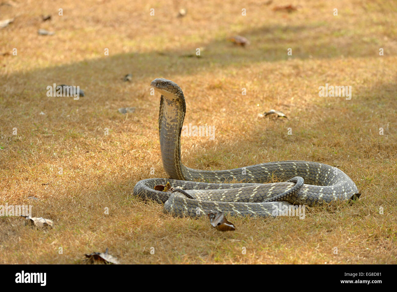 King Cobra (Ophiophagus hannah) on ground with head and neck raised in threat posture, Bali, Indonesia, October Stock Photo