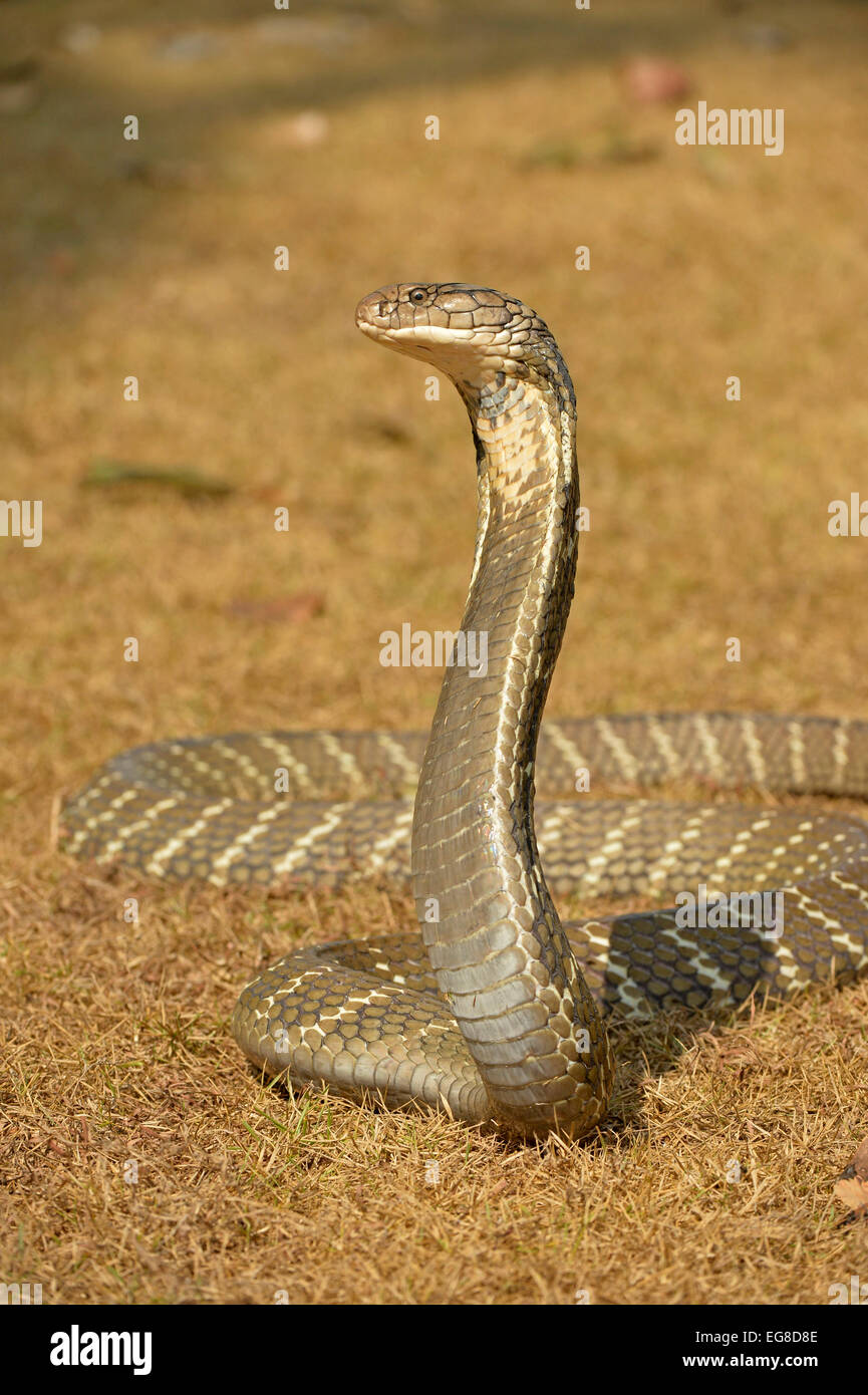 King Cobra (Ophiophagus hannah) on ground with head and neck raised in threat posture, Bali, Indonesia, October Stock Photo