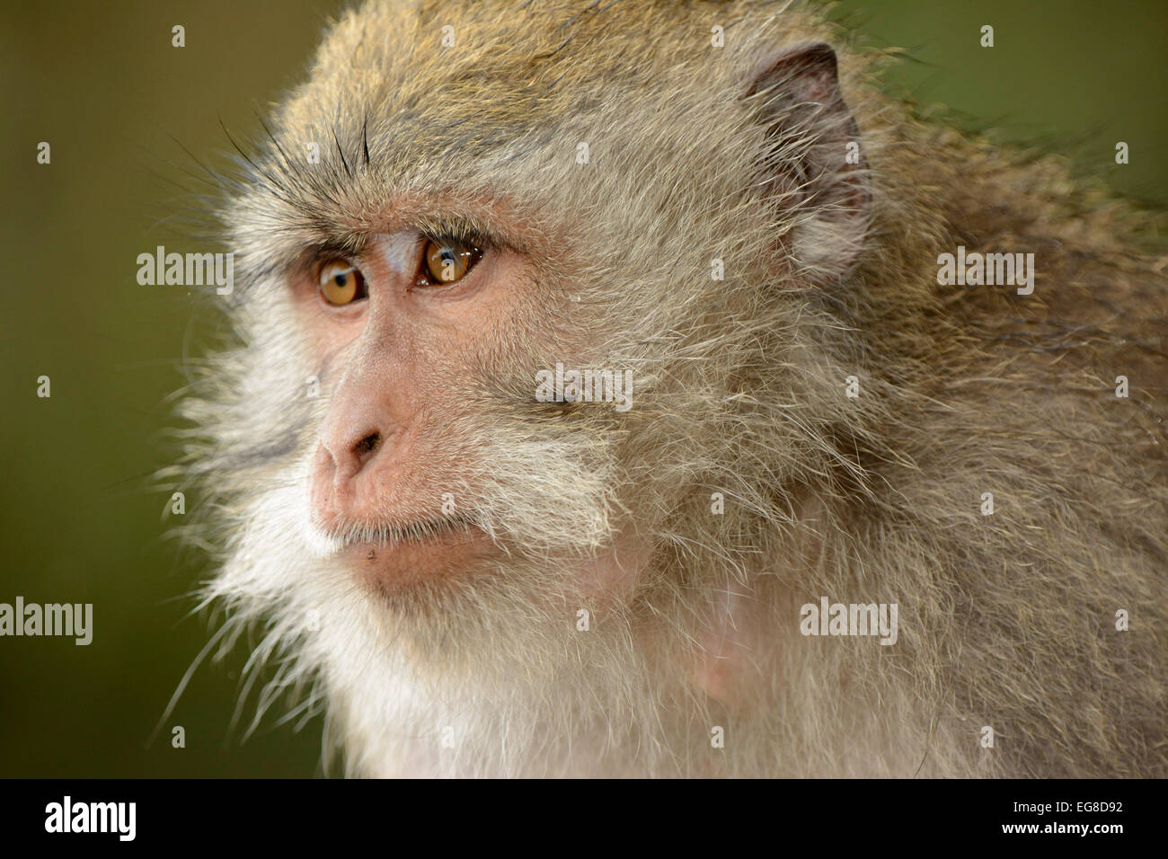 Crabeating or Longtailed Macaque (Macaca fascicularis) portrait, Bali