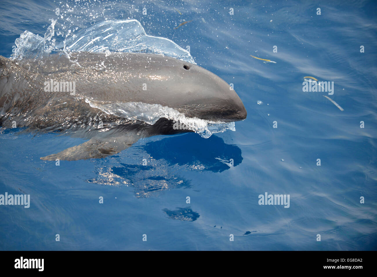 Melonheaded Whale (Peponocephala electra) surfacing, Bali Sea