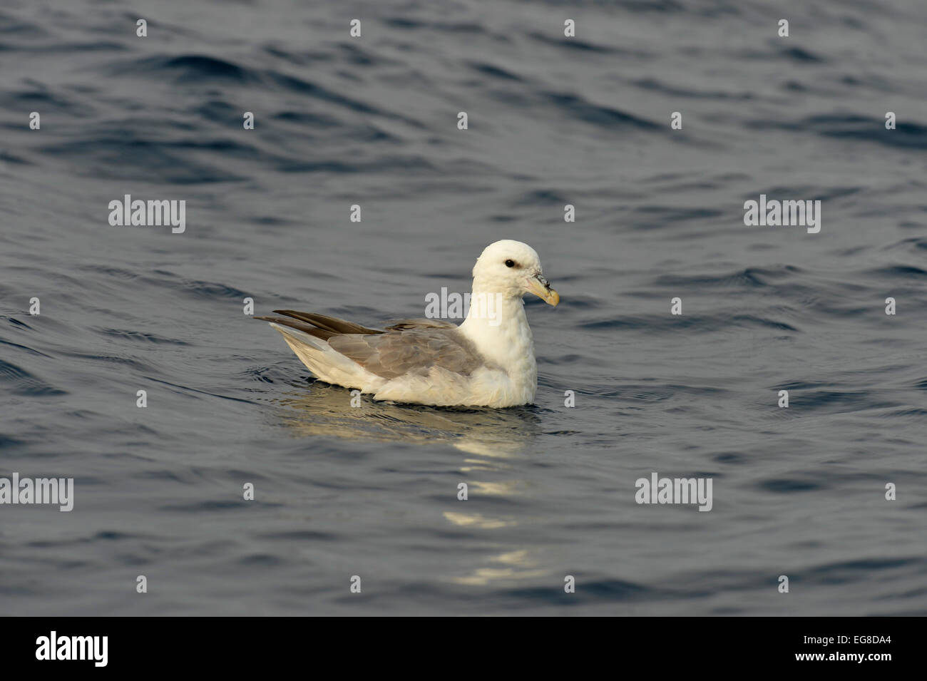 Northern Fulmar (Fulmarus glacialis) at rest on the sea, Baffin Island, Canada, August Stock Photo