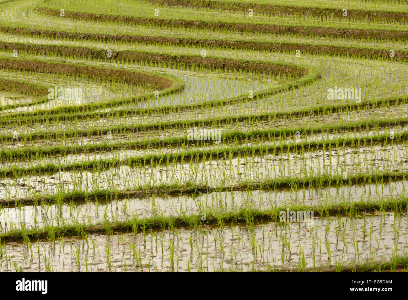 Asian Rice  (Oryza sativa) growing in terraced field, Bali, Indonesia, October Stock Photo
