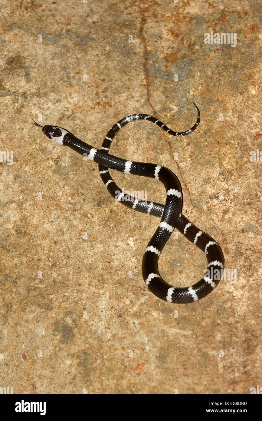 Malayan Banded Wolf Snake (Lycodon subcinctus) resting on rock, Bali, Indonesia, October Stock Photo