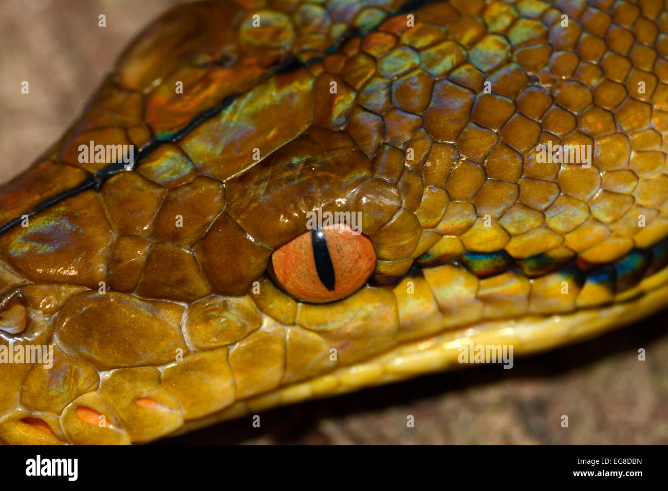 Reticulated Python (Python reticulatus) close-up of head, Bali ...