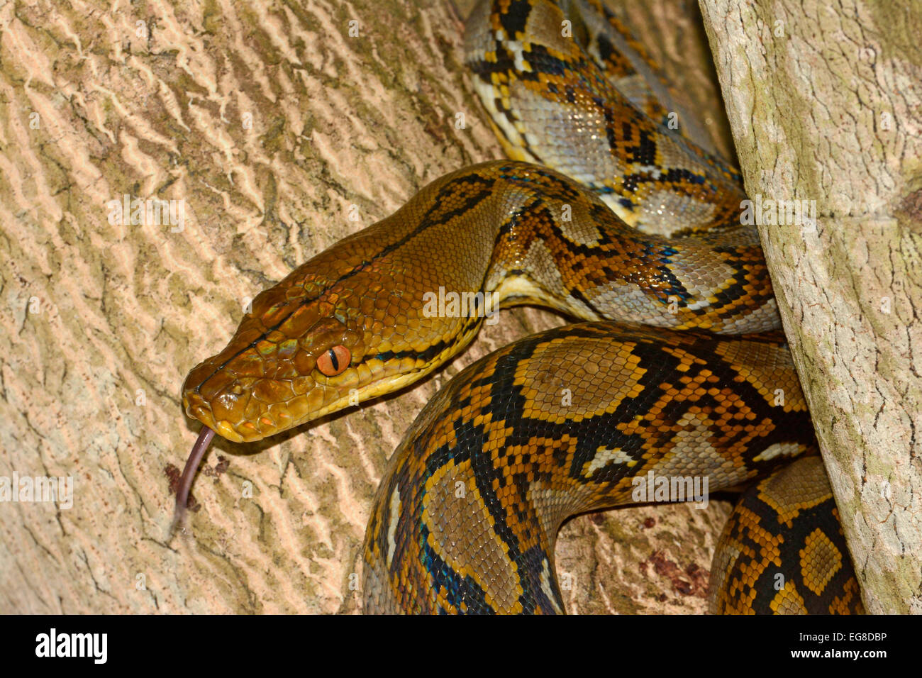 Reticulated Python (Python reticulatus) curled up in tree, Bali ...