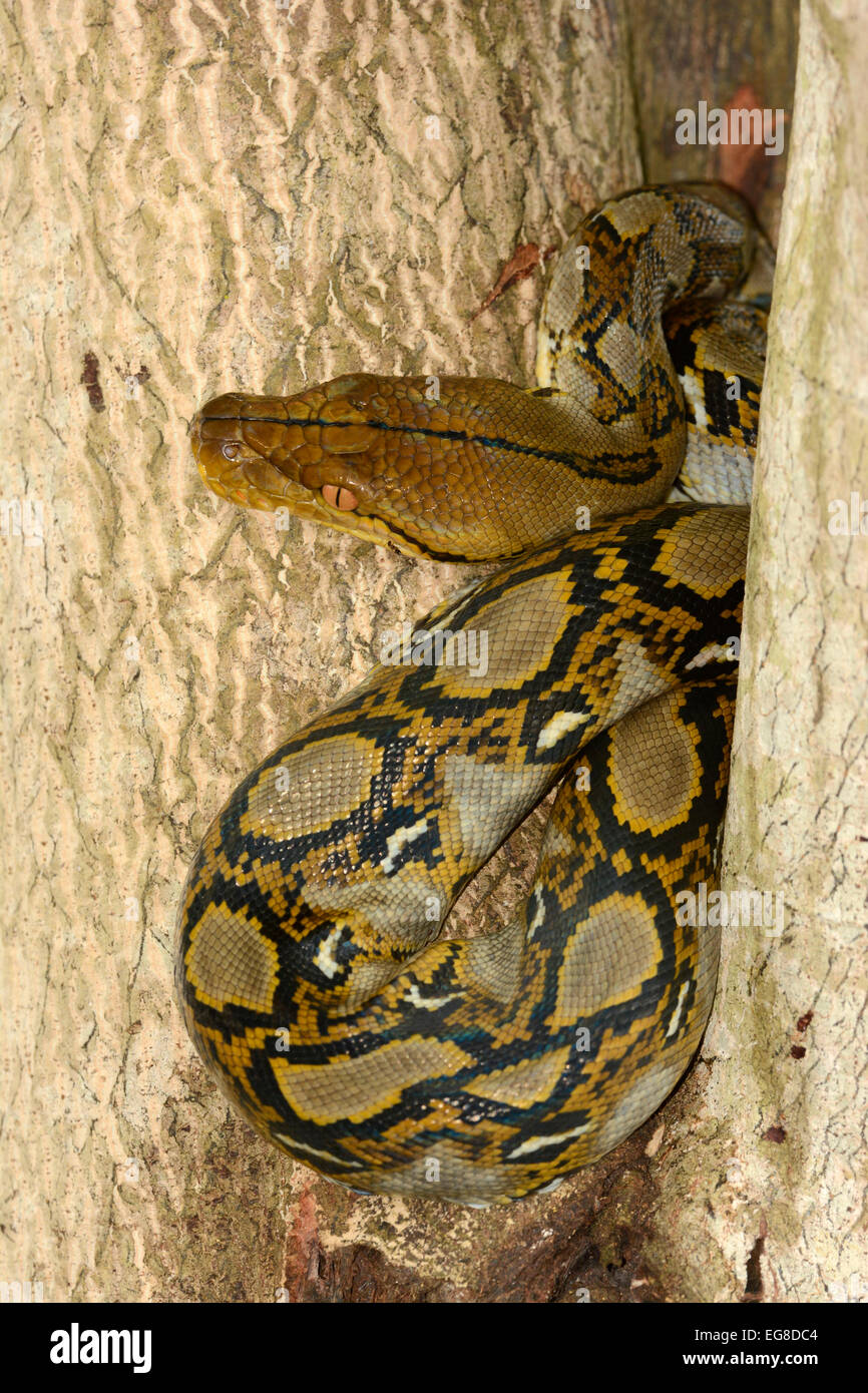 Reticulated Python (Python reticulatus) curled up in tree, Bali ...