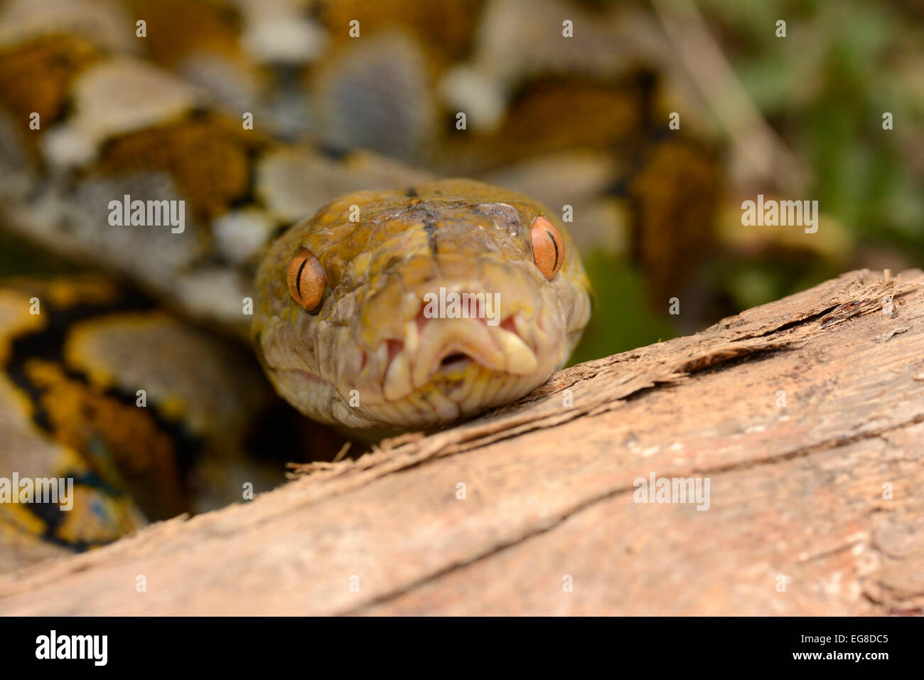 Reticulated Python (Python reticulatus) close-up of head, Bali ...