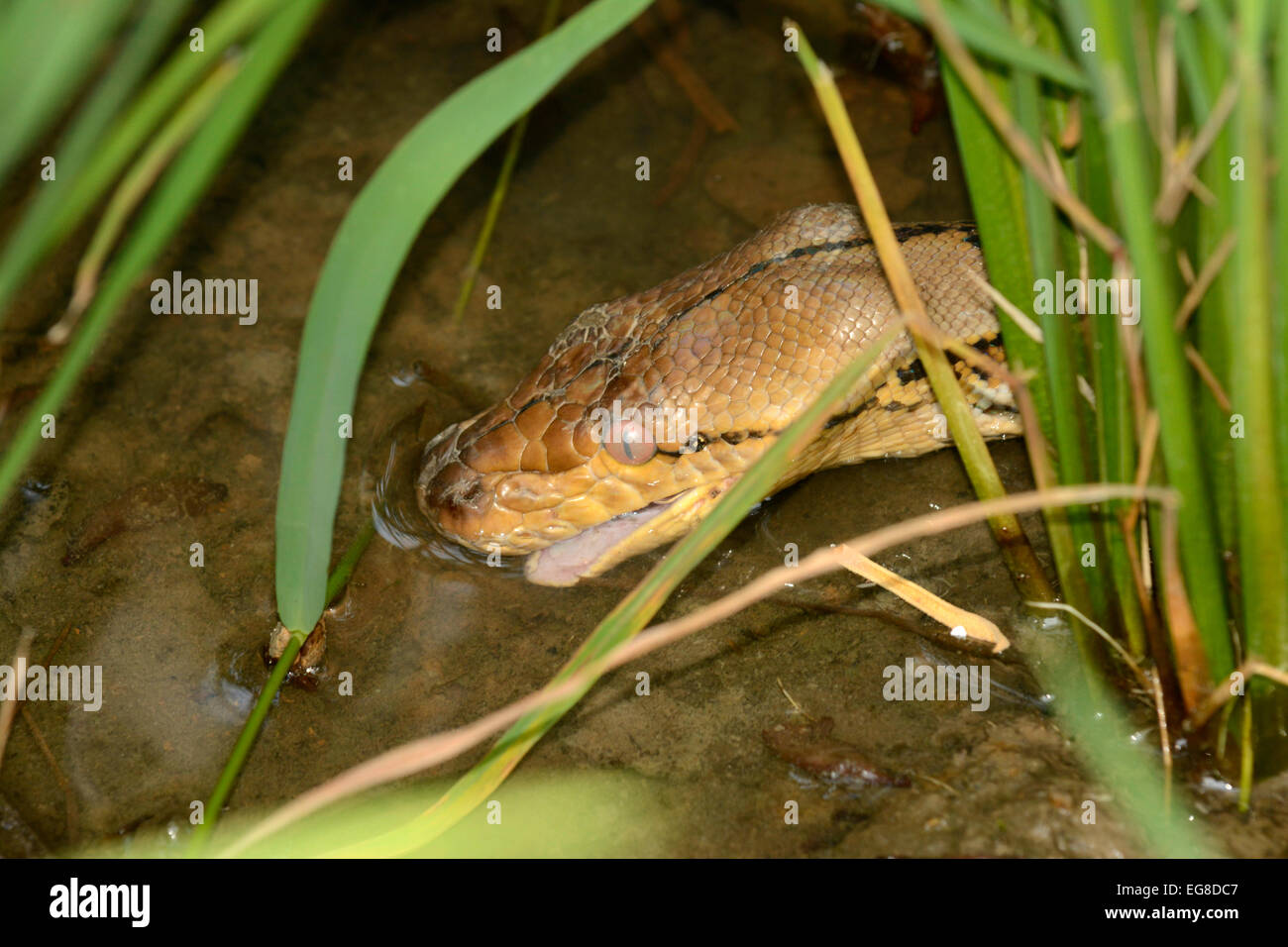 Reticulated Python (Python reticulatus) drinking water, Bali, Indonesia
