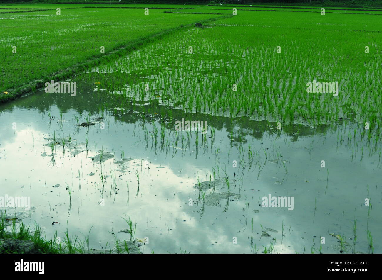 Rice Field, Sibuyan Island, Philippines. Stock Photo