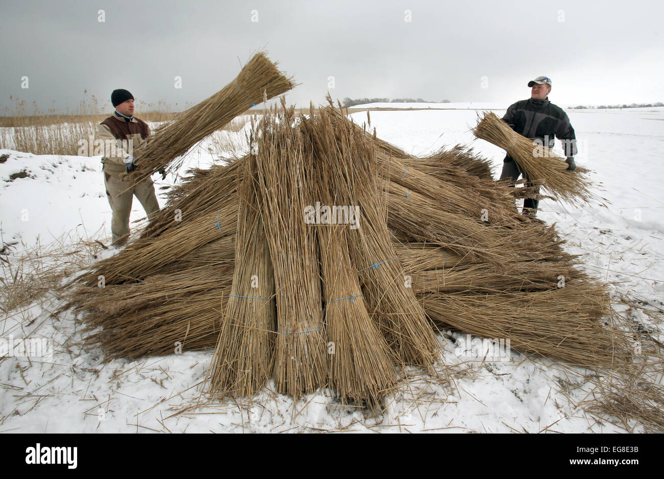 Roofers, specialising in the construction of reed roofs for houses ...