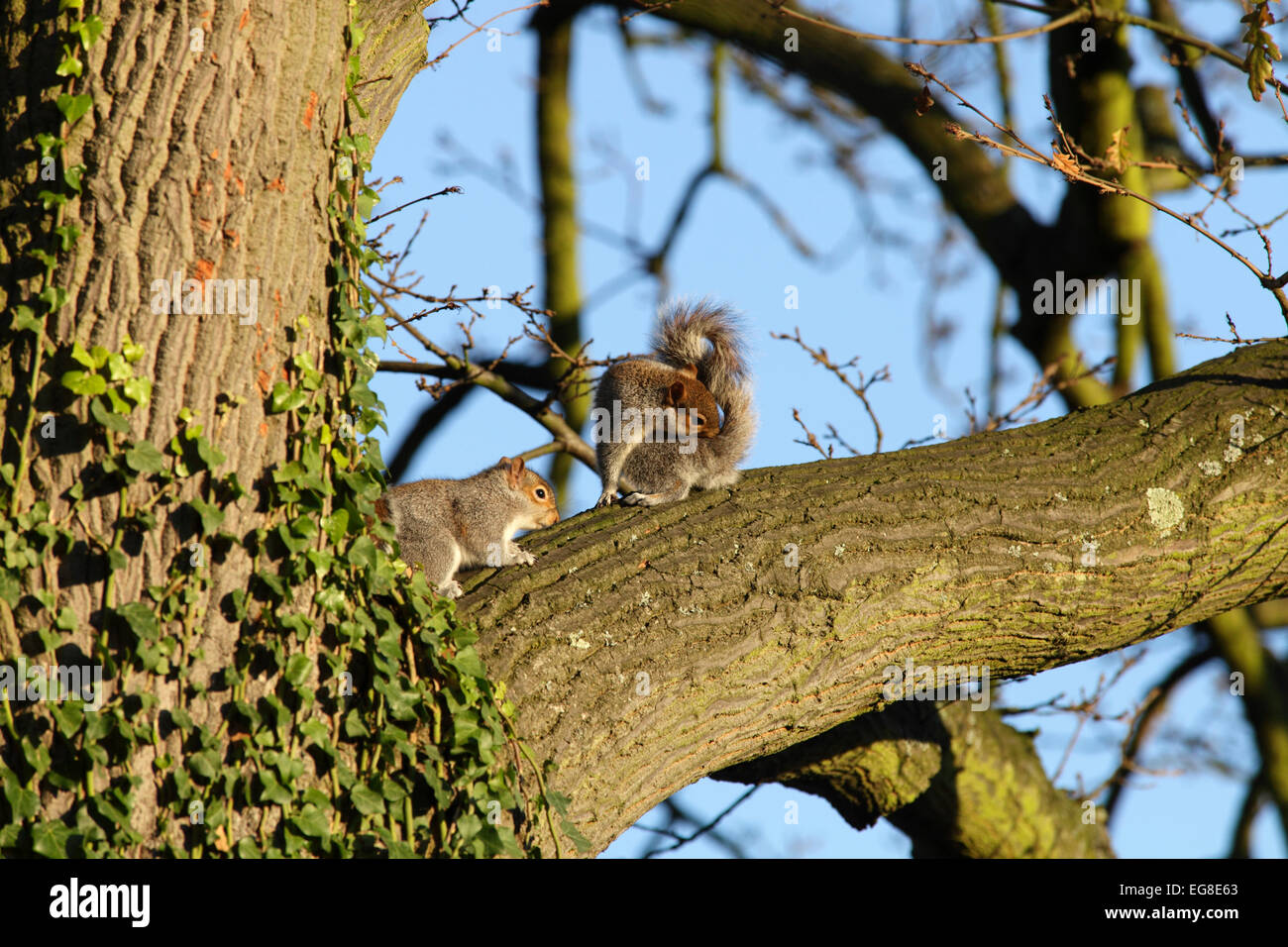 Grey squirrels on branch of oak tree, warm morning light Stock Photo