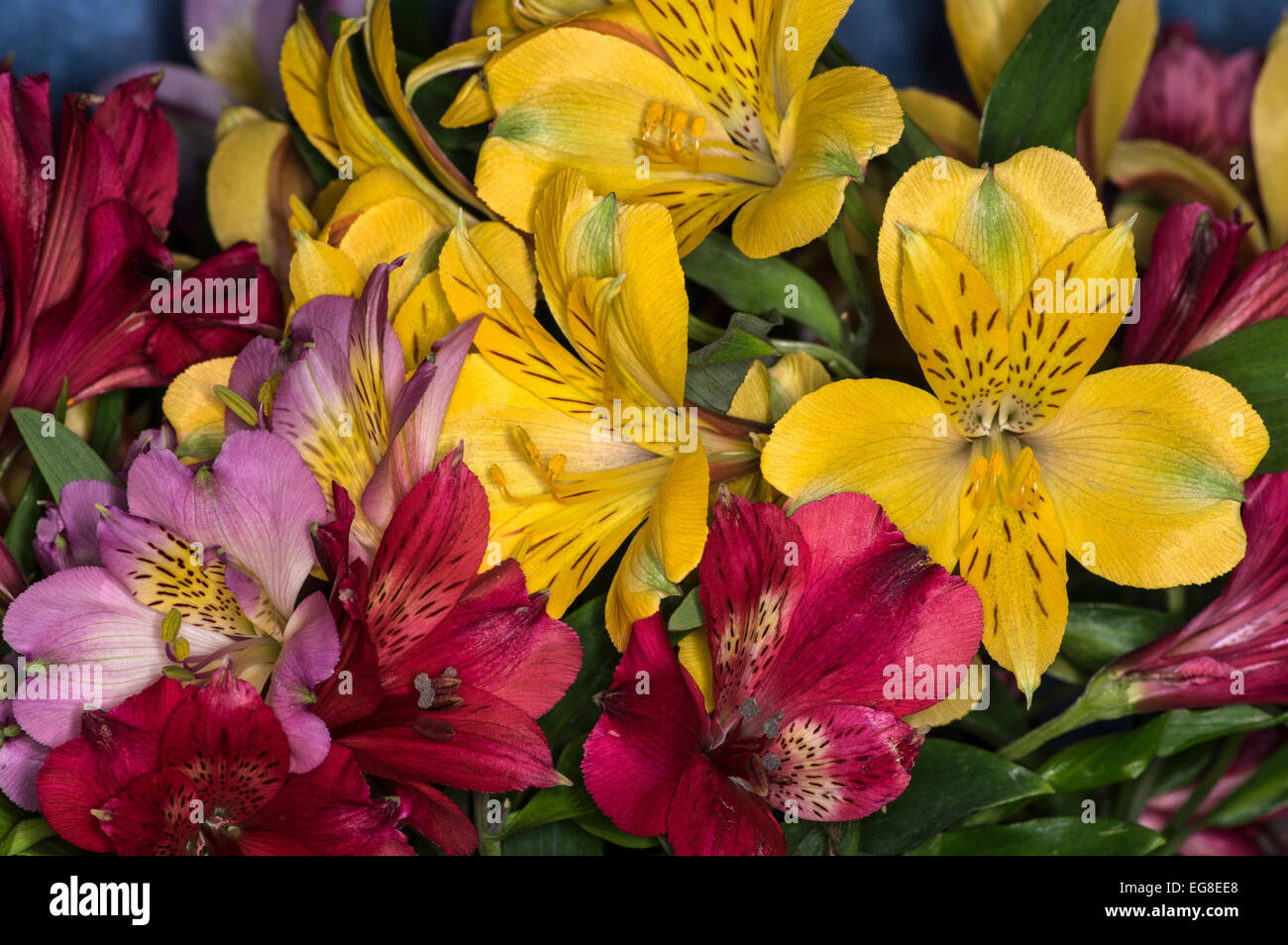 Tiger Lilies in a vase Stock Photo Alamy