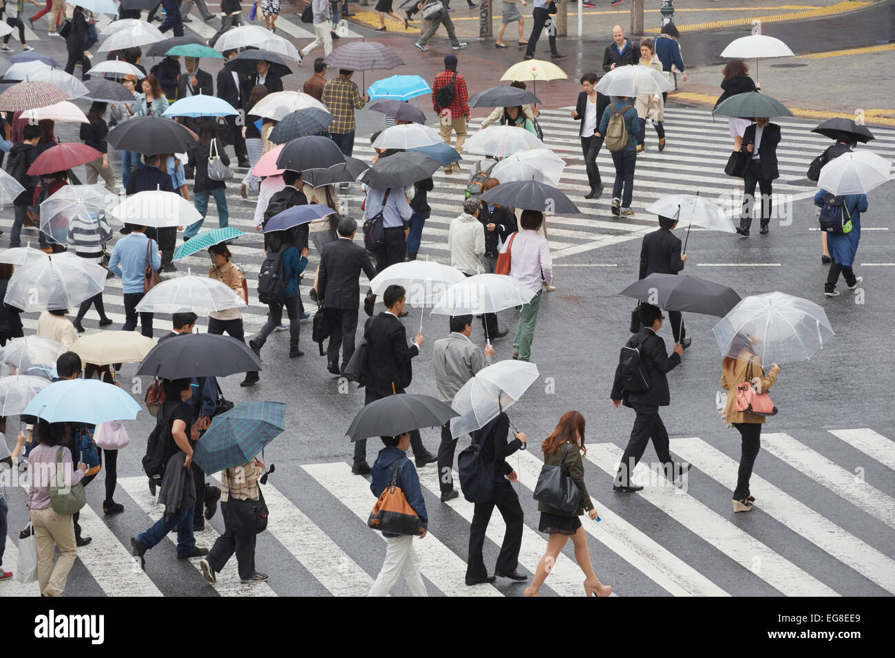 Commuters with umbrellas on Shibuya scramble crossing, Shibuya, Tokyo ...
