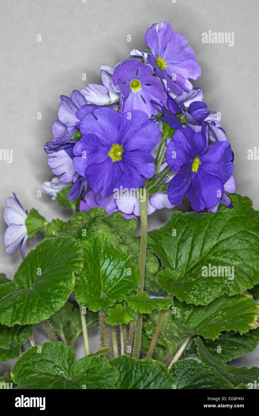 Primula Obconica. A popular house plant, requiring little attention Stock Photo