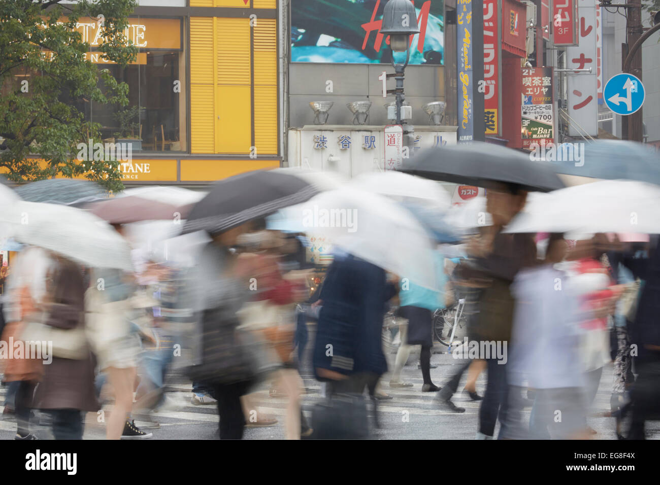 Commuters with umbrellas crossing the road on a rainy day, Shibuya ...