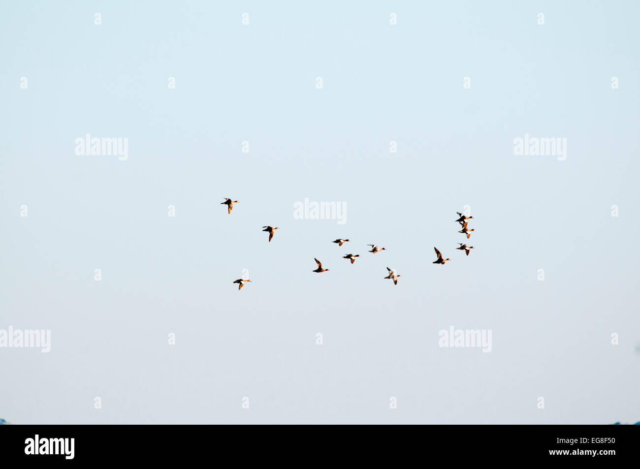 A group of Eurasian Wigeons is passing over Neretva Delta in Croatia. Stock Photo