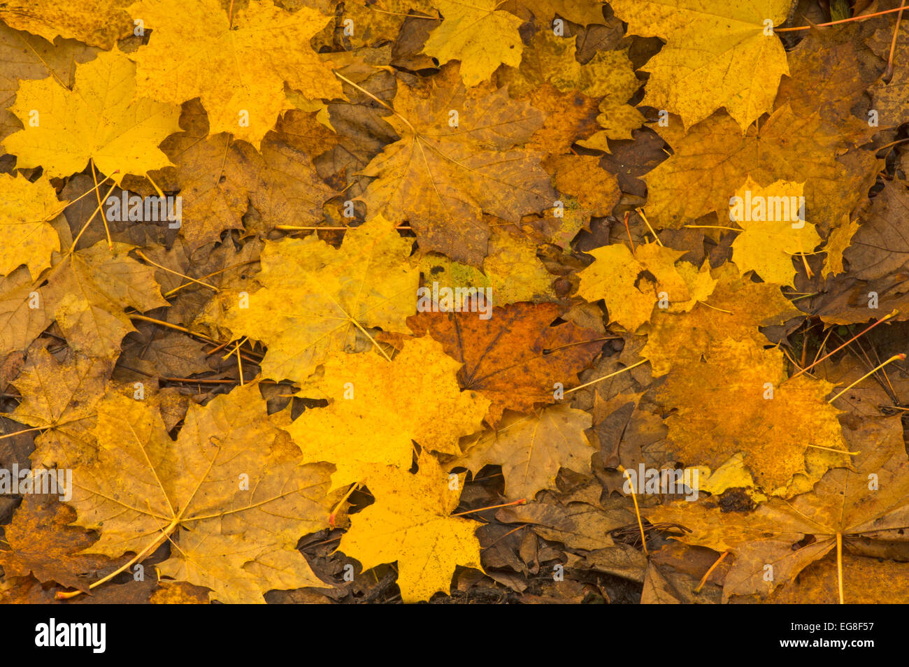 Sycamore tree in autumn hires stock photography and images Alamy