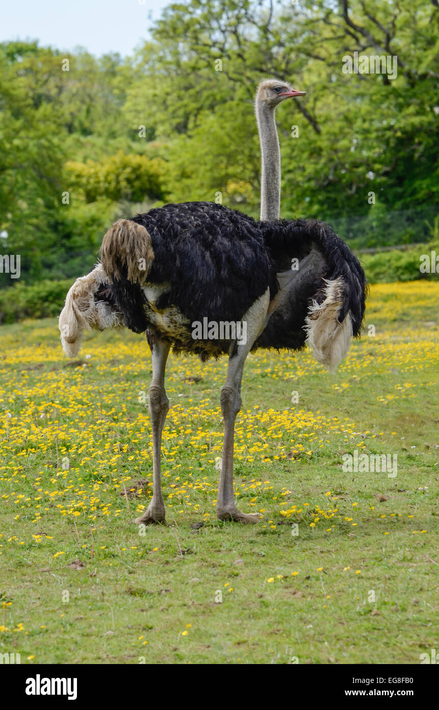 male ostrich in a field of buttercups facing right Stock Photo