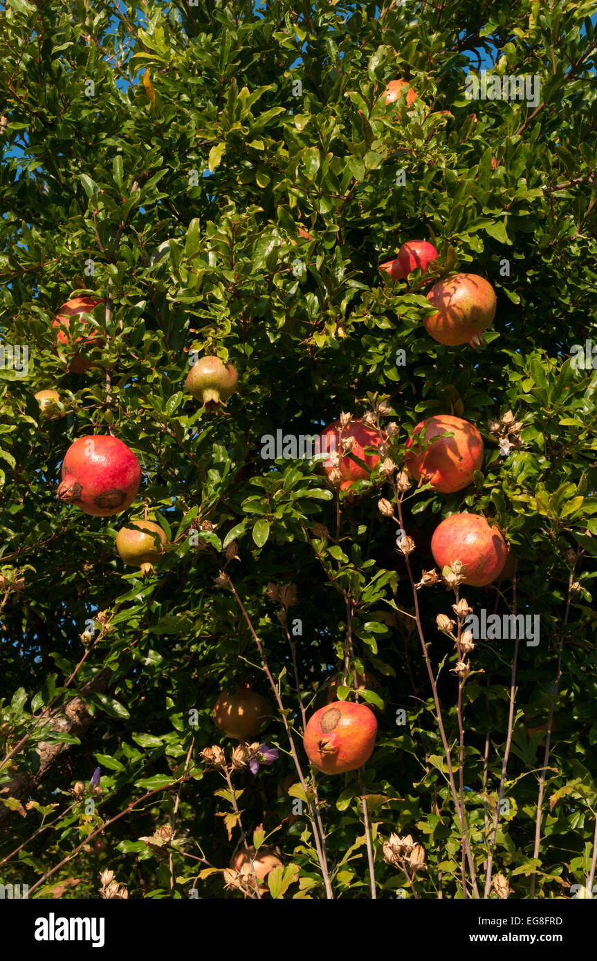 Pomegranate is a fruitbearing shrub of the Mediterranean area. Der