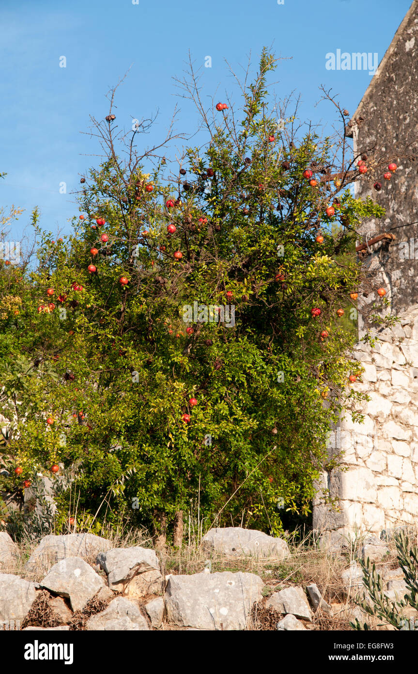 Pomegranate is a fruit-bearing shrub of the Mediterranean area.  Der Granatapfel ist ein typischer Fruchtbaum des Mittelmeerraum Stock Photo