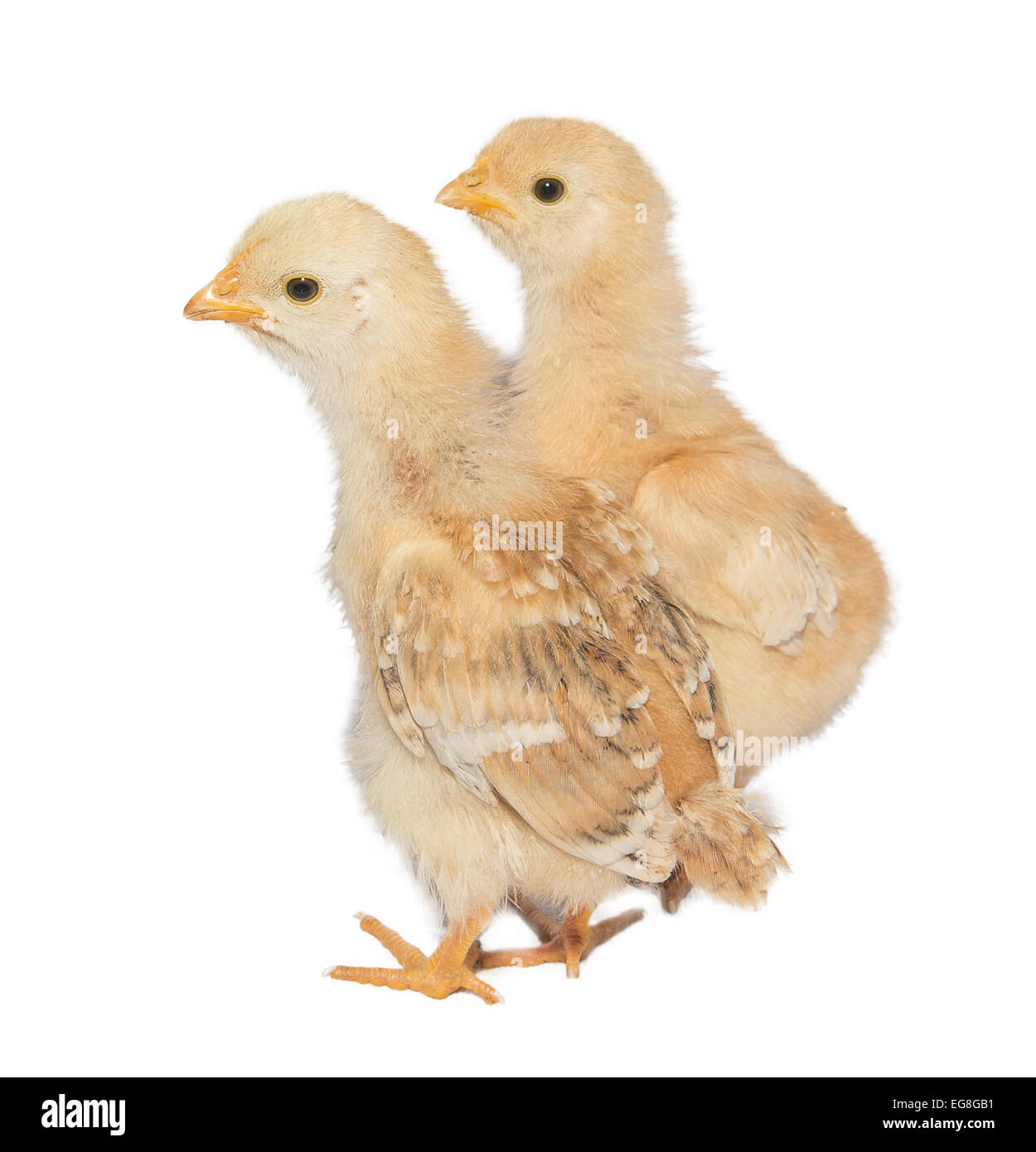 chicken isolated chick baby easter white yellow Stock Photo