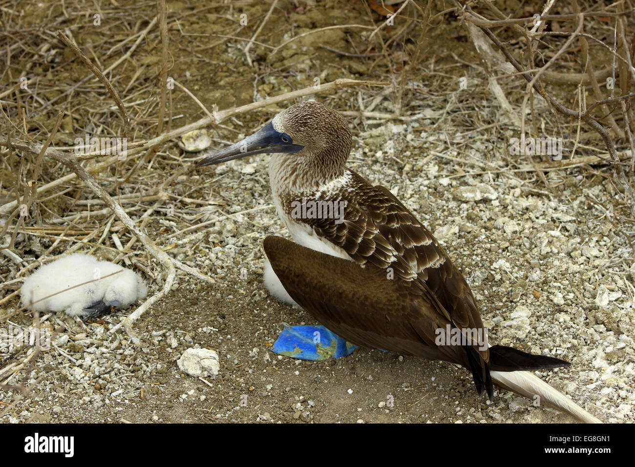A Blue Footed Boobie and chicks on a nest on the Isla de la Plata near Puerto Lopez, Ecuador Stock Photo