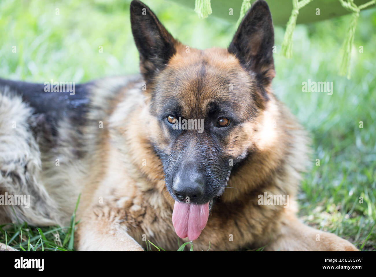 German Shepherd Dog outdoors day Stock Photo Alamy