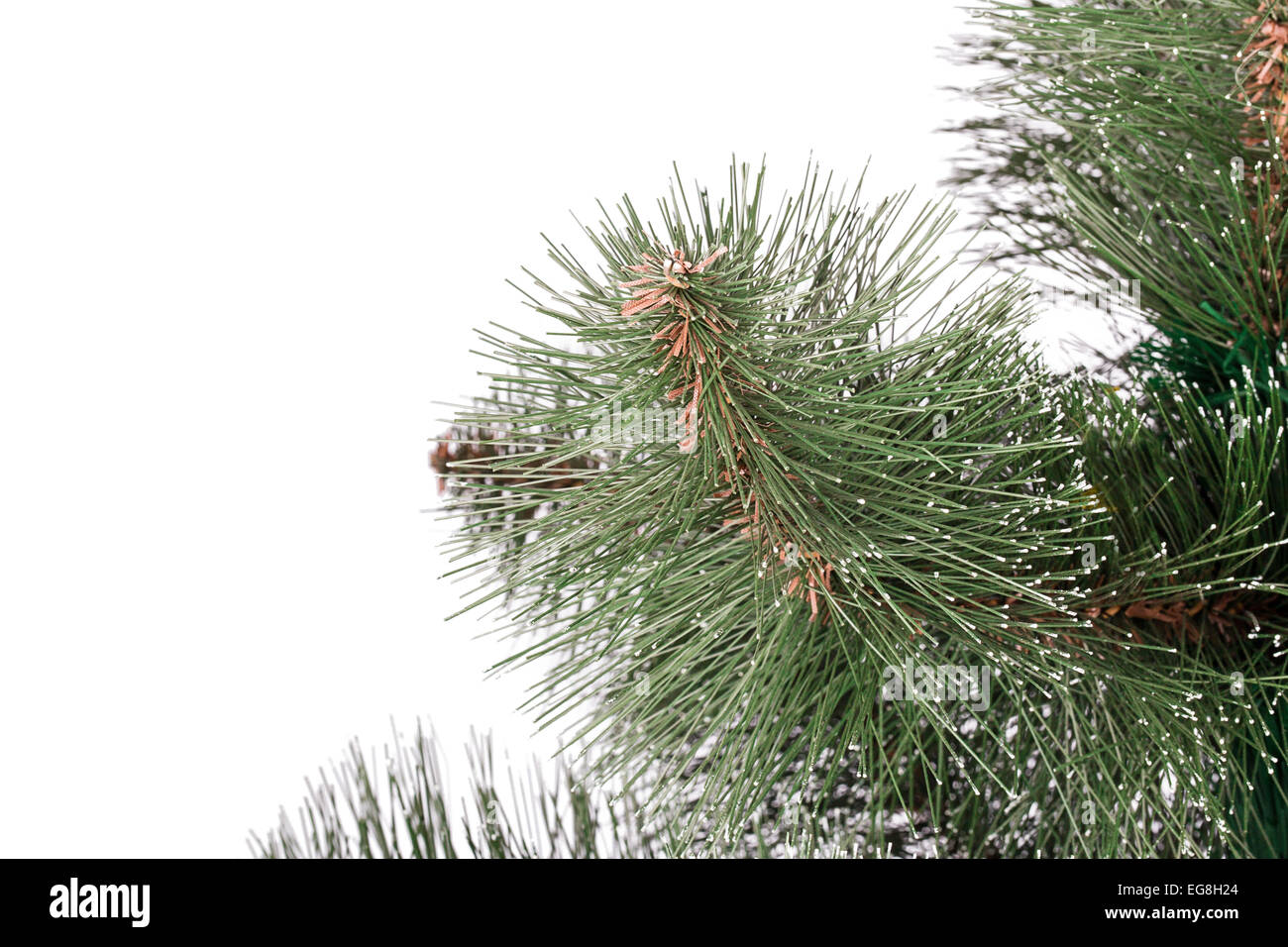 pine branches Isolated on white background Stock Photo - Alamy