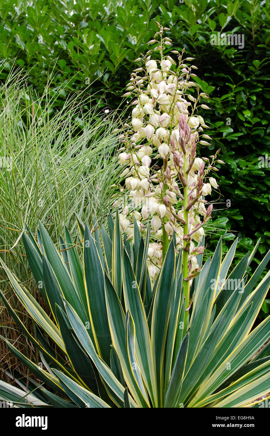 Yucca gloriosa variegata in flower Stock Photo