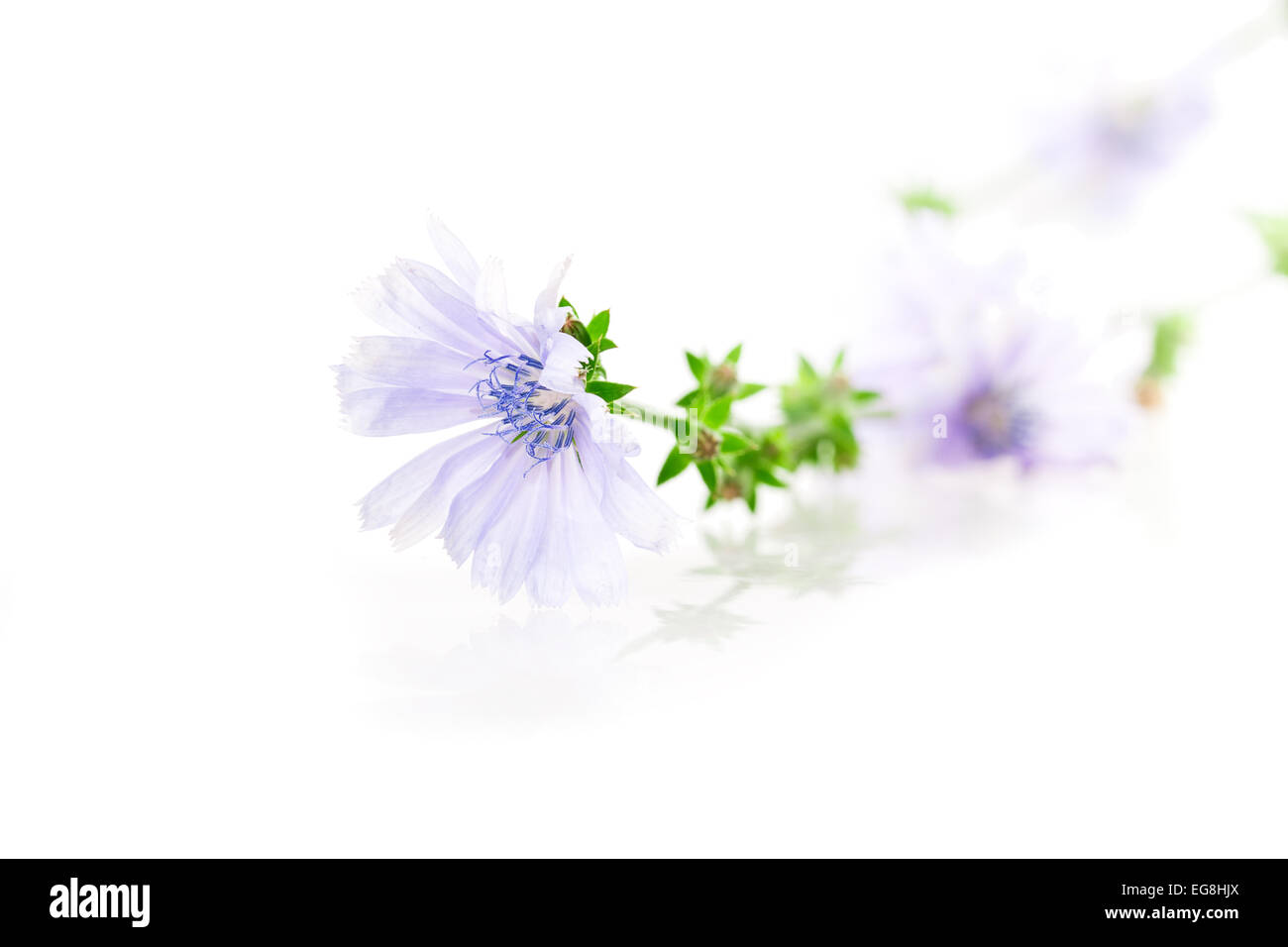 flower isolated on white background Stock Photo - Alamy