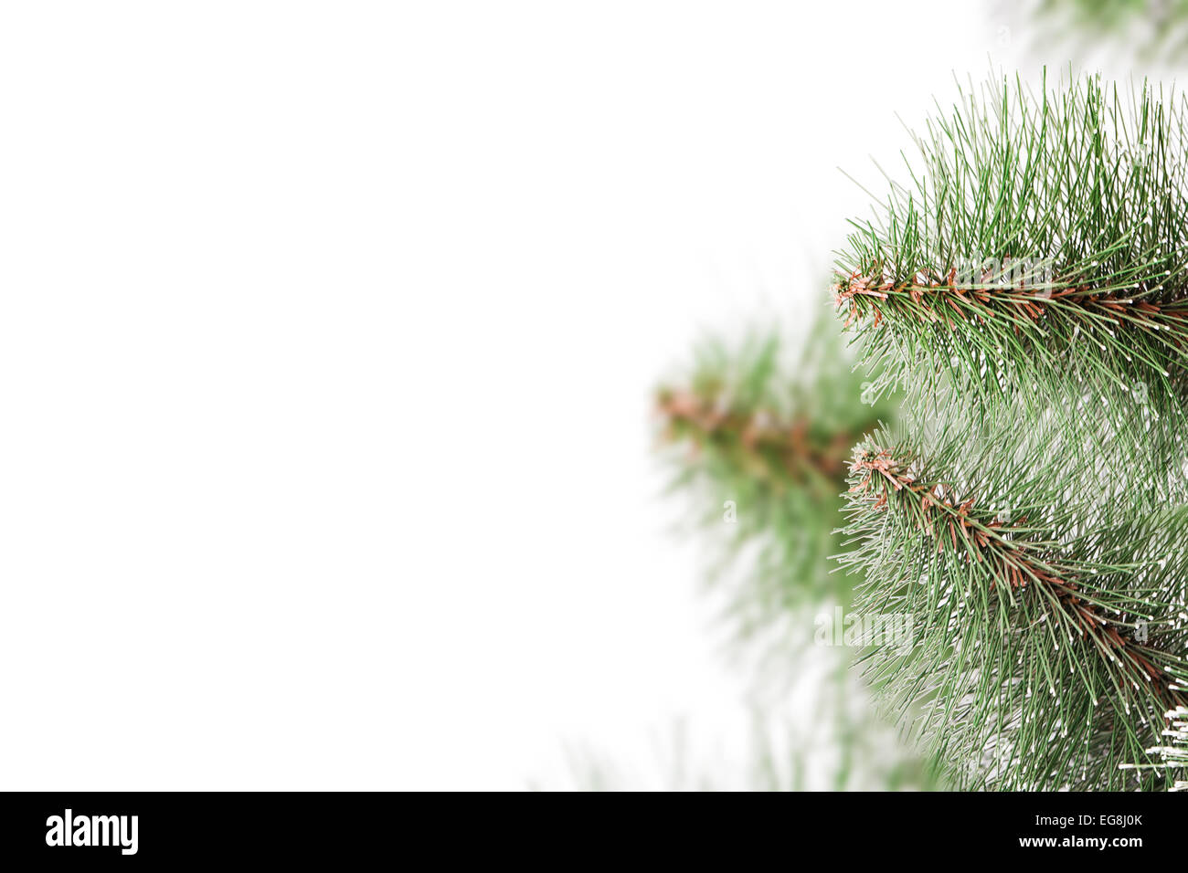 pine branches Isolated on white background Stock Photo - Alamy