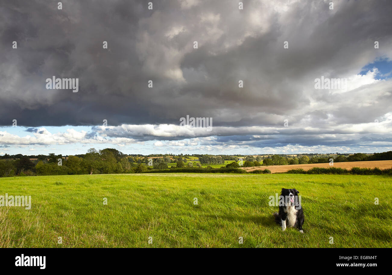 Border collie dog sitting under Cumulus storm clouds over the Norfolk countryside Stock Photo