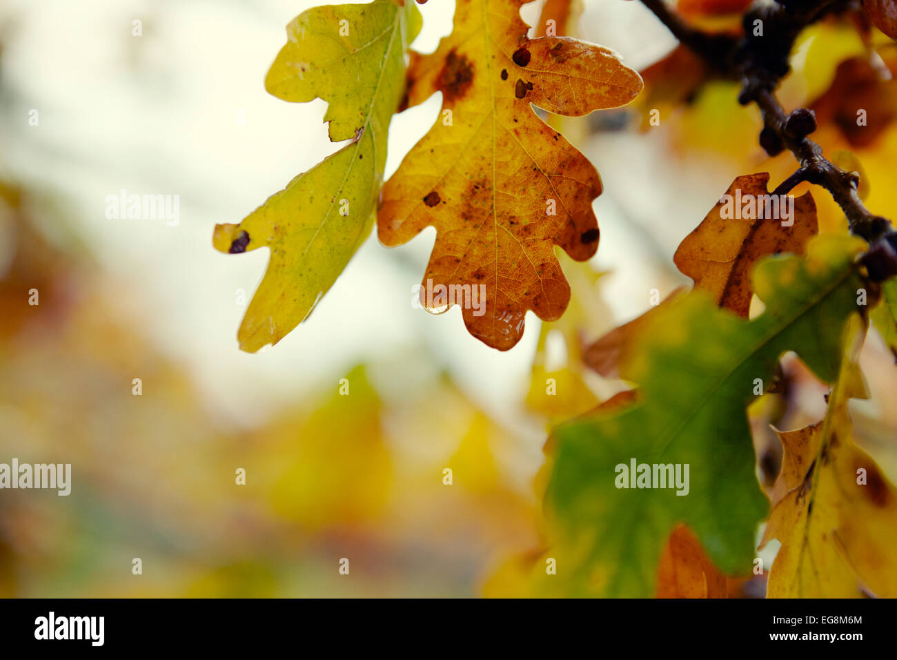 Close up of English oak leaves on a damp autumn morning Stock Photo