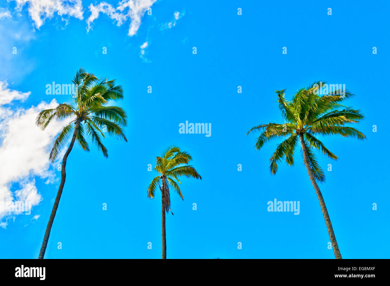 palm trees with blue sunny and cloudy sky background Stock Photo - Alamy