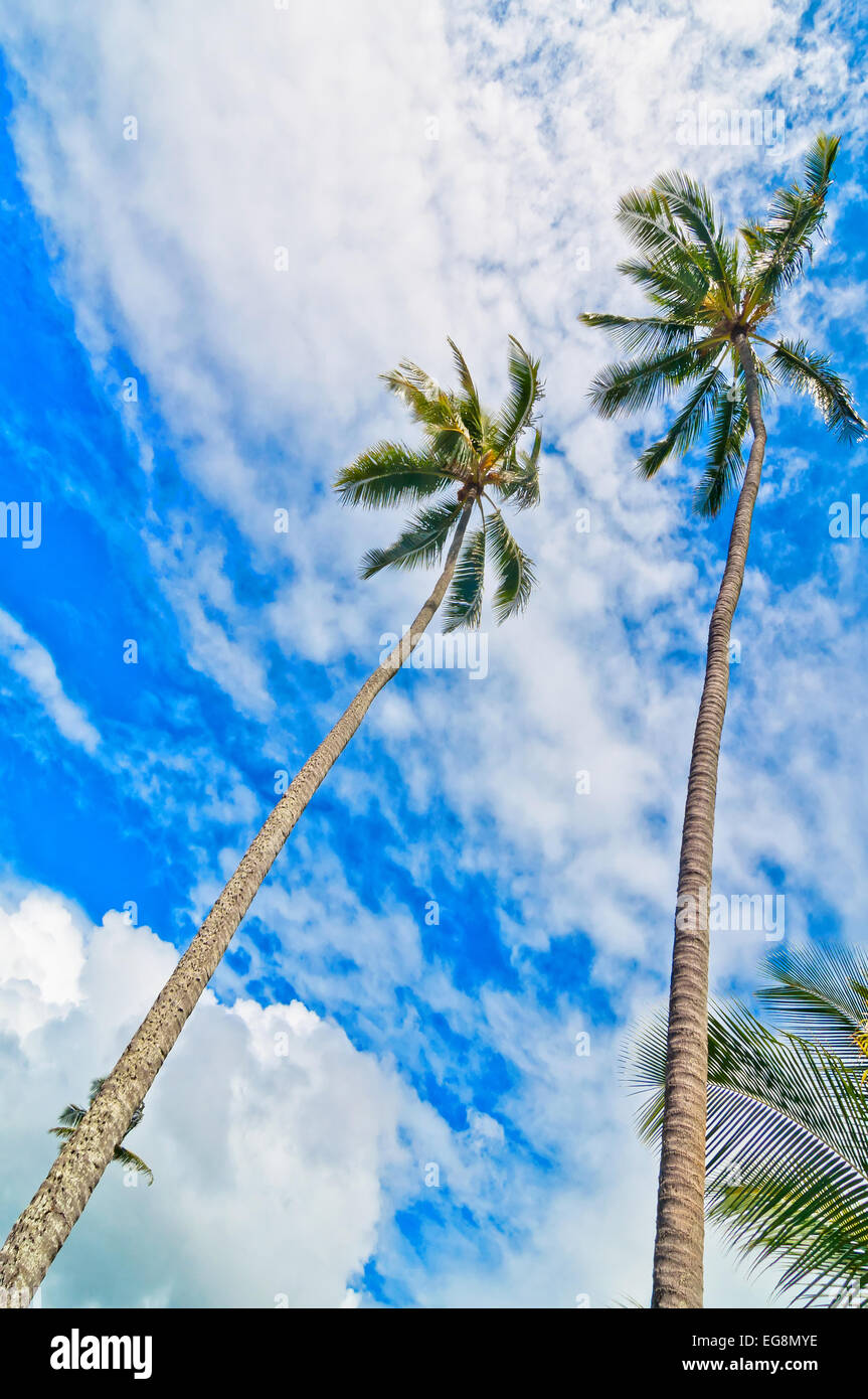palm trees with blue sunny and cloudy sky background Stock Photo - Alamy