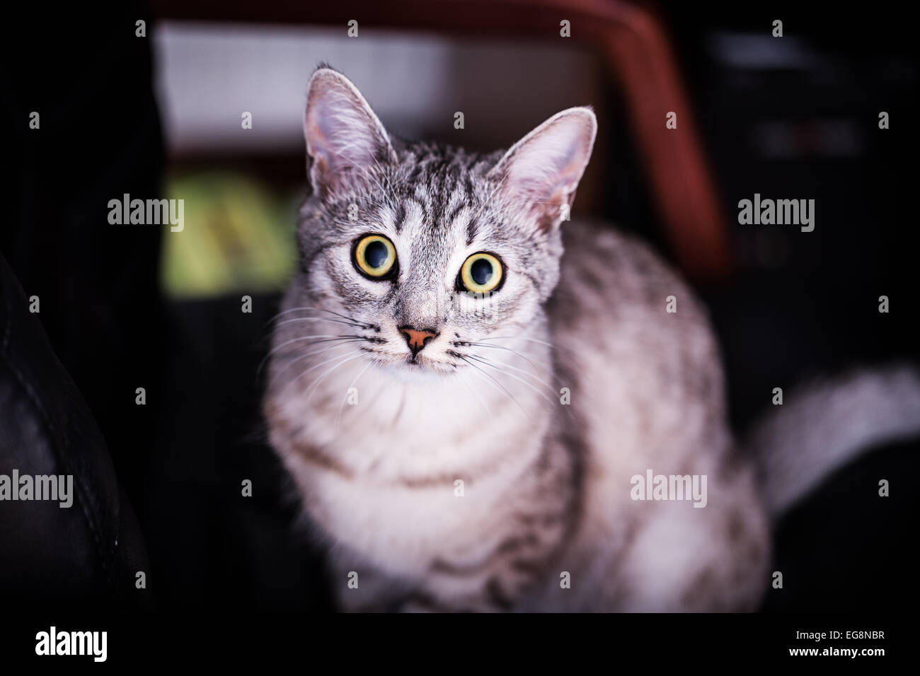 cute-gray-striped-tabby-cat-stock-photo-alamy