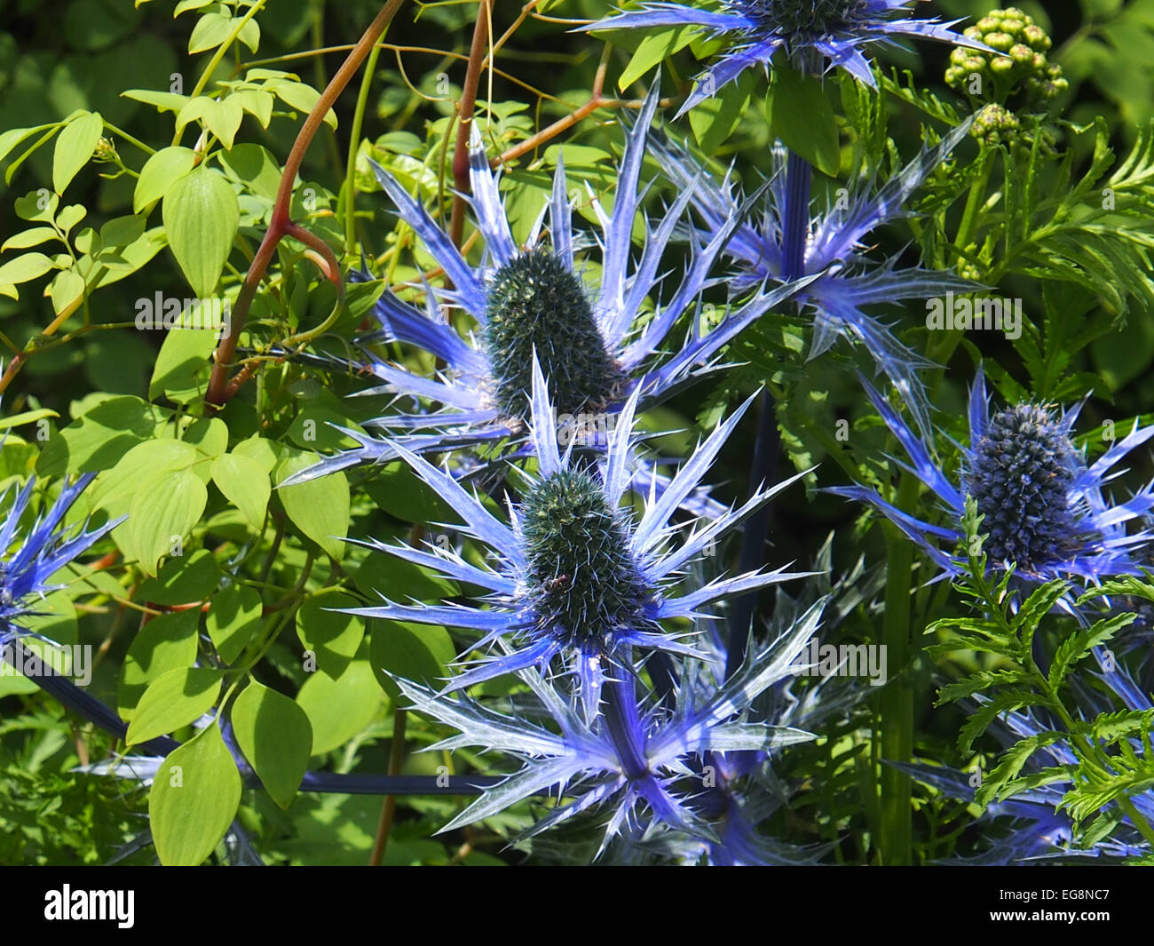 Blue Thistle High Resolution Stock Photography and Images Alamy