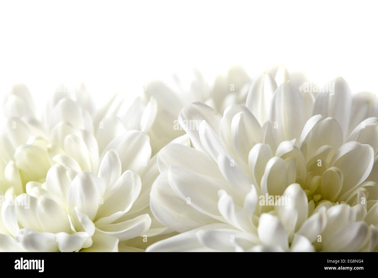 White chrysanthemum flowers hi-res stock photography and images - Alamy