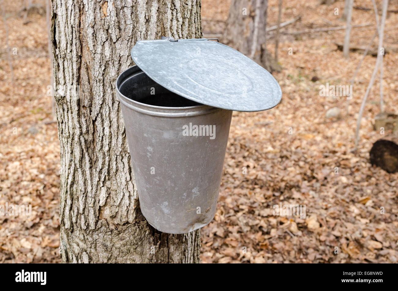 Maple sap buckets hires stock photography and images Alamy
