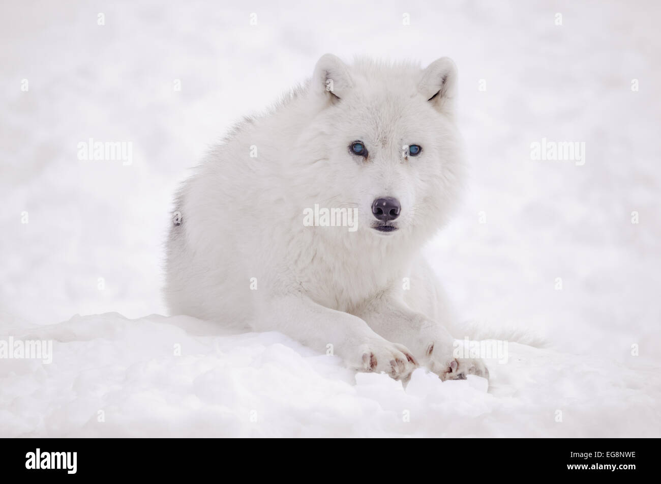 Arctic white wolf sitting in the snow with blue eyes looking at the camera Stock Photo