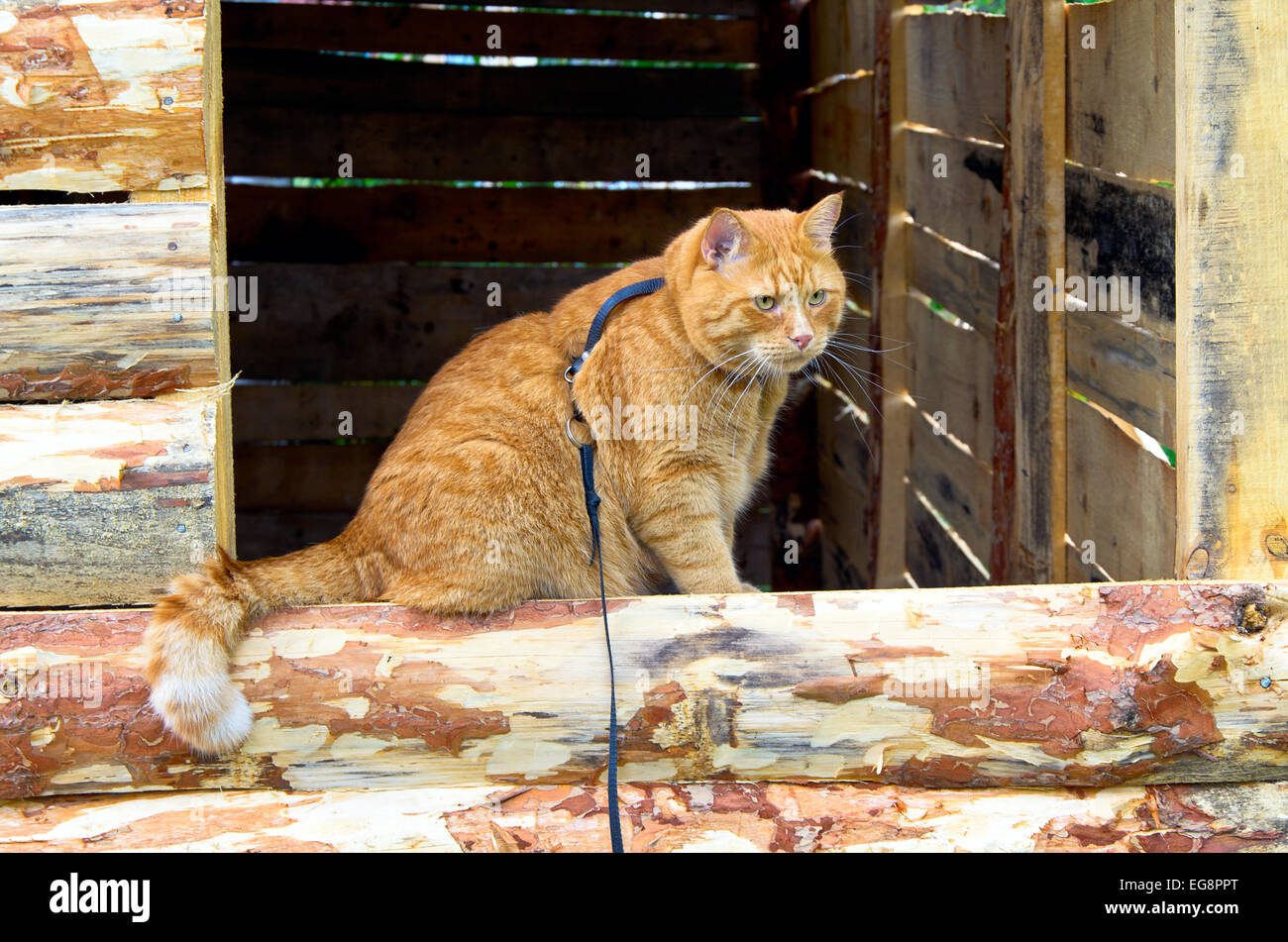 Red cat on a leash sitting on the window being built of planks baths Stock Photo