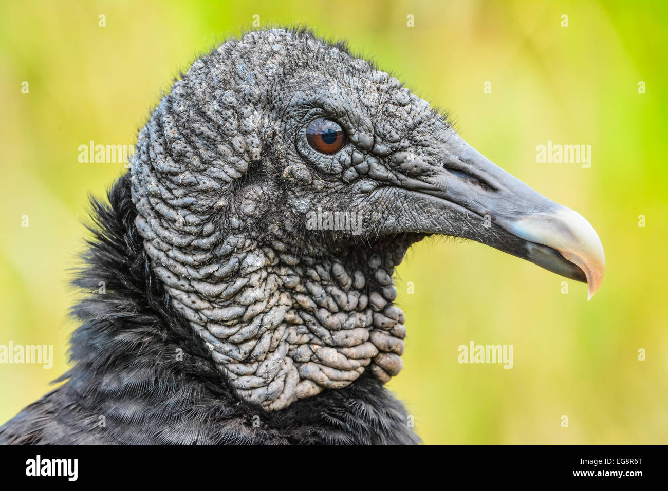 Closeup portrait of a Black vulture (Coragyps atratus) also known as the American black vulture, Everglades, Florida Stock Photo