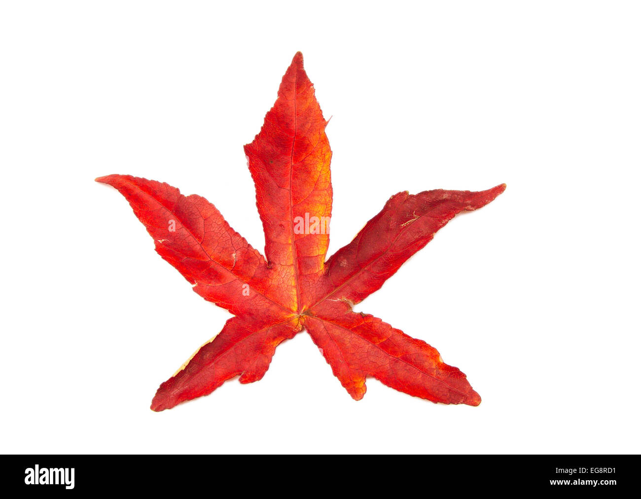 Red autumn leaf isolated on white background Stock Photo - Alamy