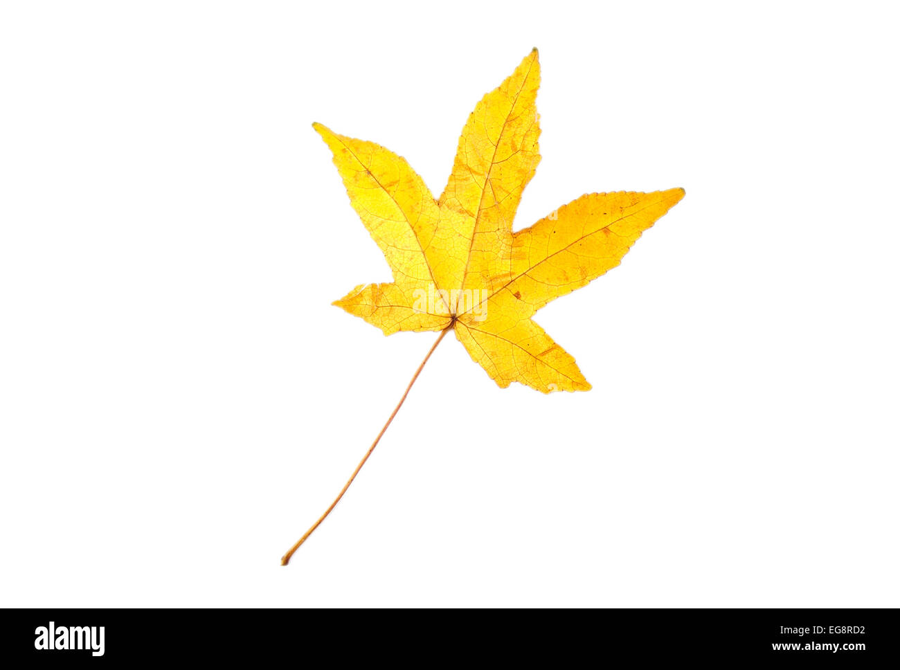 Yellow autumn leaf isolated on white background Stock Photo
