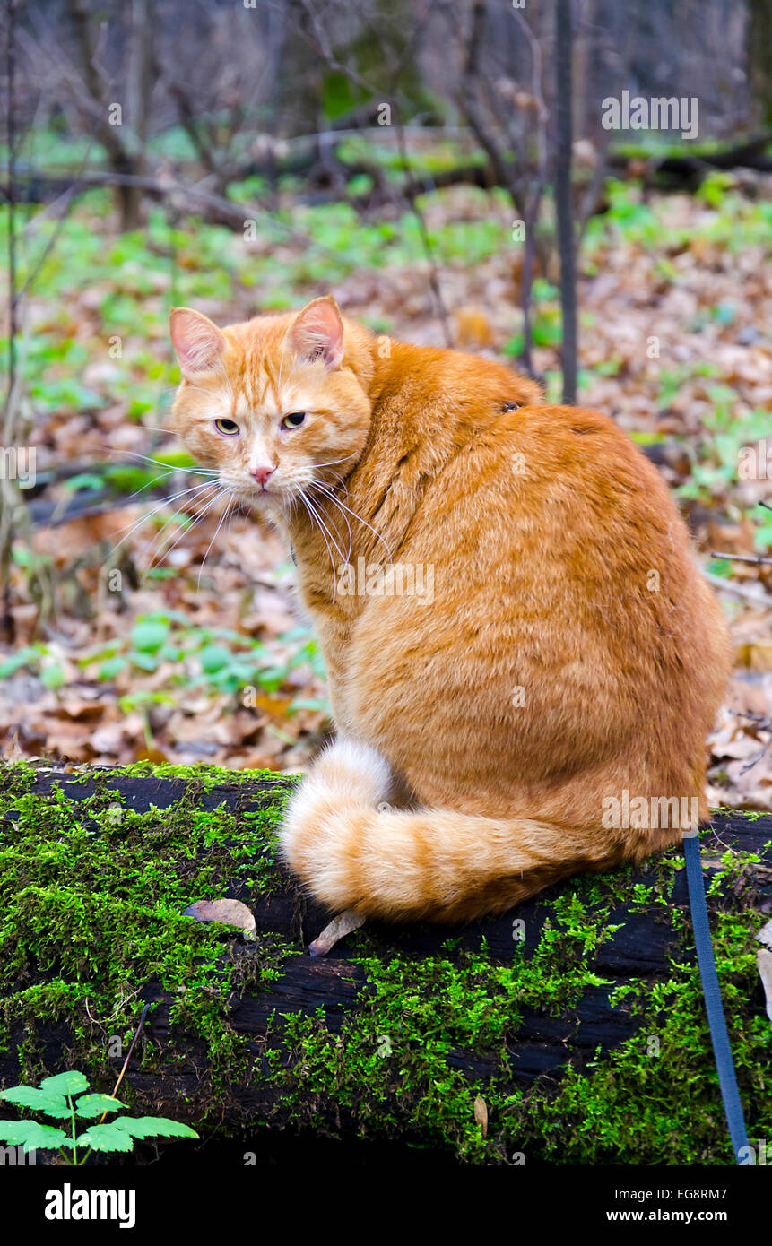 Red cat on a leash sitting on a felled tree in the autumn forest Stock Photo