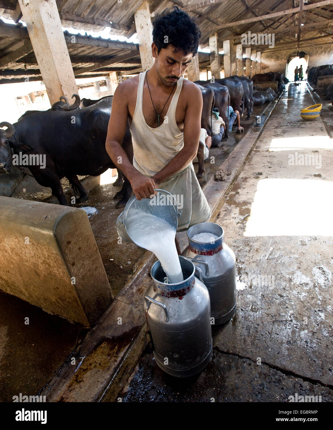 Aarey Milk Colony is a conglomeration of private buffalo dairy farms