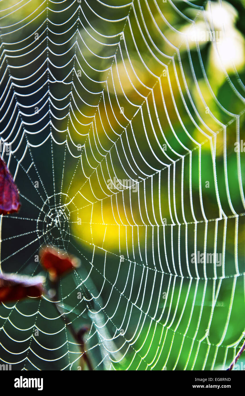 Spider wire hi-res stock photography and images - Alamy