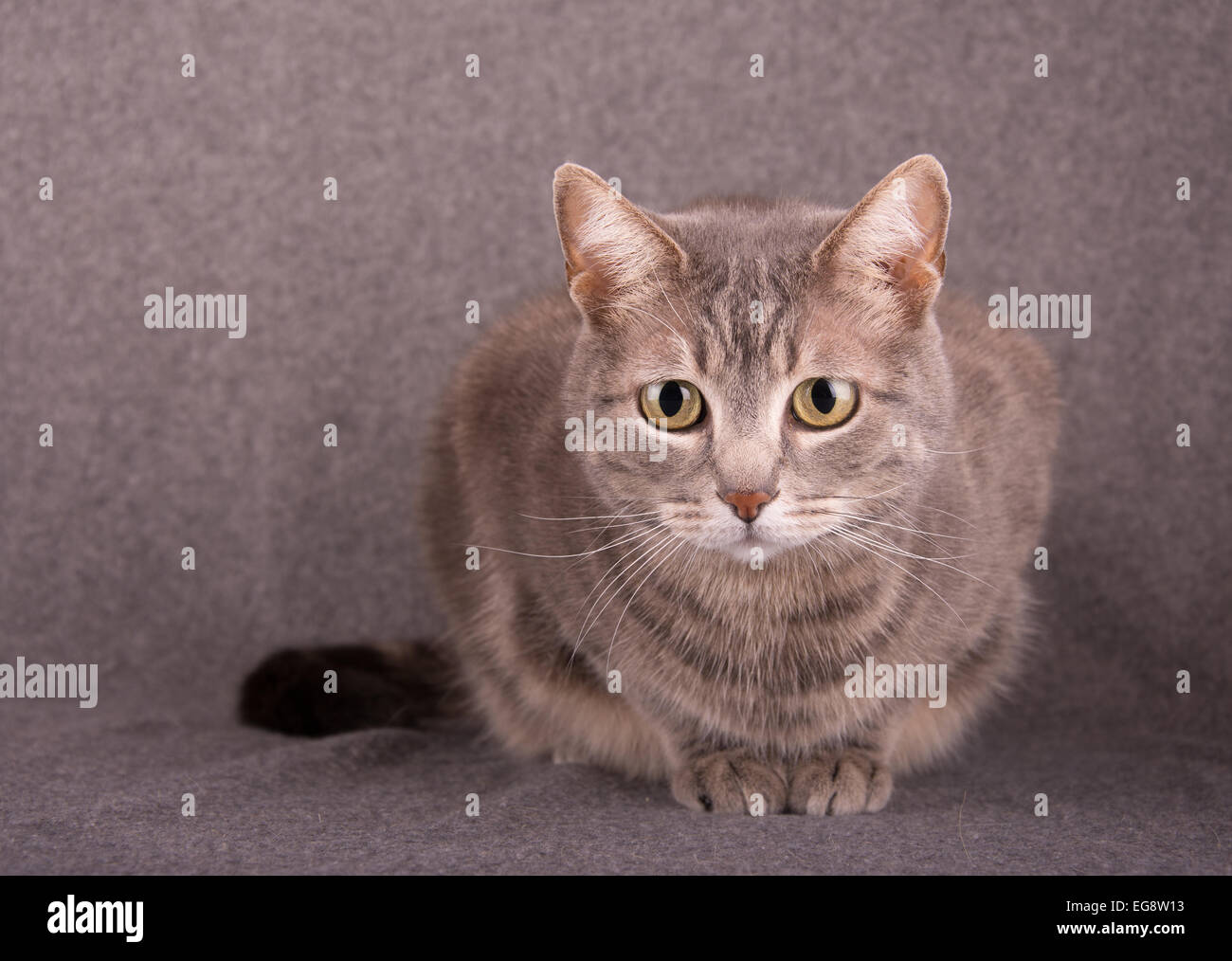 Blue tabby cat against light gray background Stock Photo