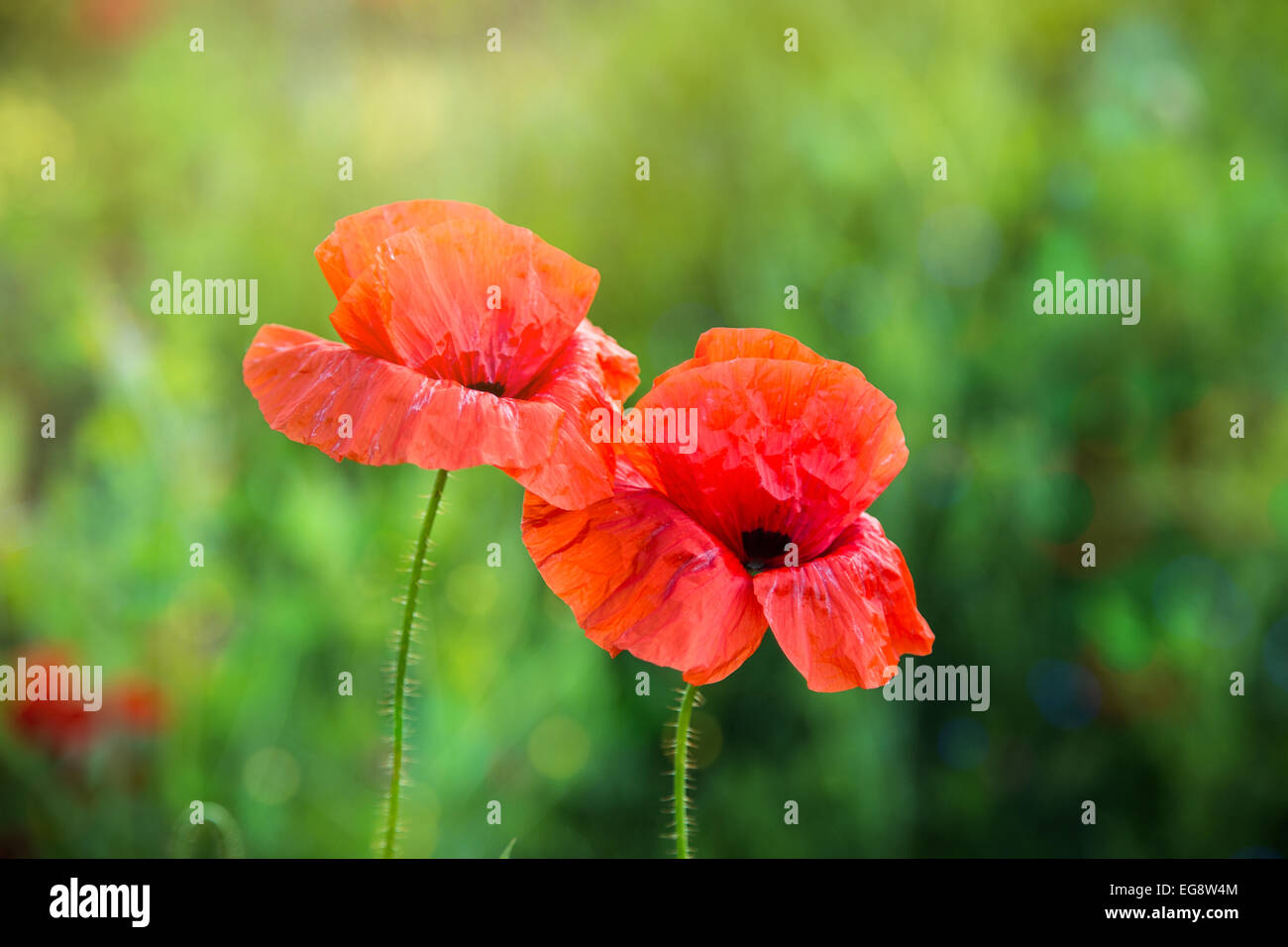 red poppy on a green background Stock Photo - Alamy